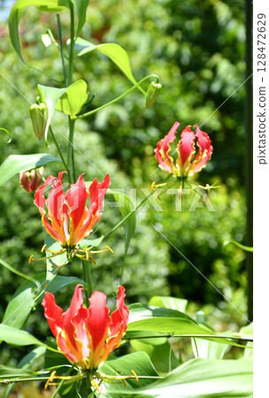 盛開的嘉蘭，火紅的花朵 128472629