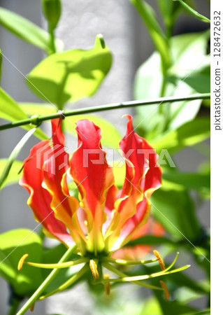 Blooming gloriosa, a fiery red flower Blooming gloriosa, a fiery red flower 128472632
