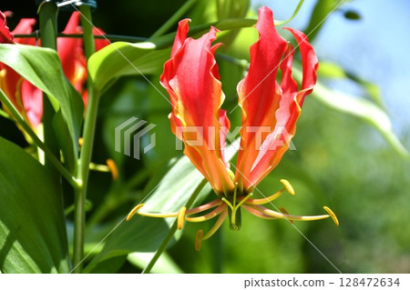 盛開的嘉蘭，火紅的花朵 128472634