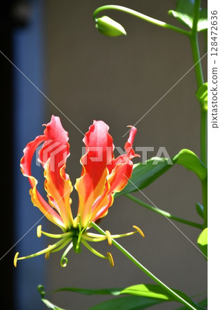 Blooming gloriosa, a fiery red flower Blooming gloriosa, a fiery red flower 128472636