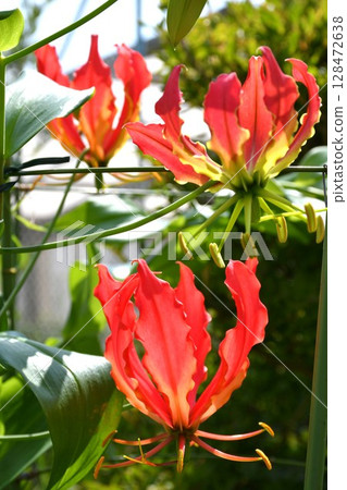 Blooming gloriosa, a fiery red flower Blooming gloriosa, a fiery red flower 128472638