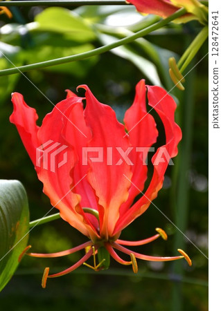 盛開的嘉蘭，火紅的花朵 128472641
