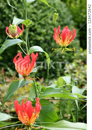 Blooming gloriosa, a fiery red flower 128472642