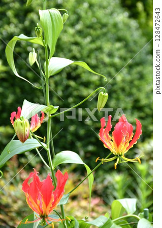 Blooming gloriosa, a fiery red flower Blooming gloriosa, a fiery red flower 128472643