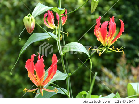 盛開的嘉蘭，火紅的花朵 128472644