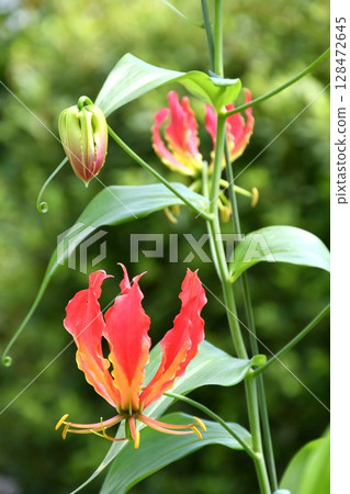 盛開的嘉蘭，火紅的花朵 128472645