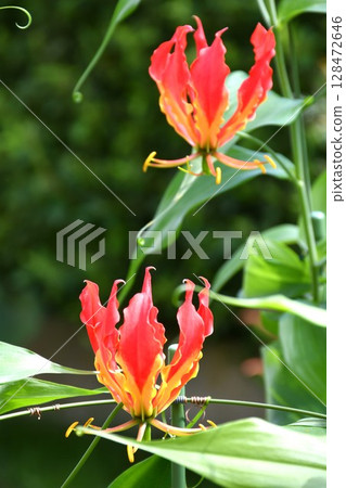盛開的嘉蘭,火紅的花朵 盛開的嘉蘭,火紅的花朵 128472646