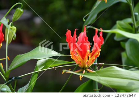 Blooming gloriosa, a fiery red flower Blooming gloriosa, a fiery red flower 128472647