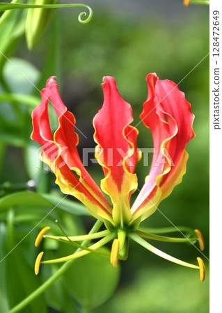 Blooming gloriosa, a fiery red flower Blooming gloriosa, a fiery red flower 128472649