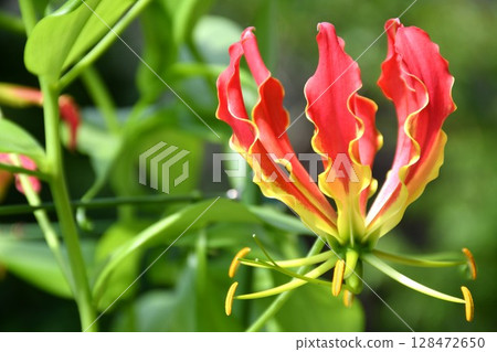 盛開的嘉蘭，火紅的花朵 128472650