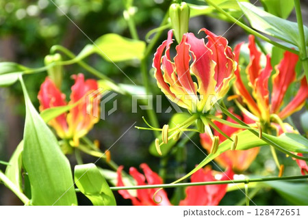 盛開的嘉蘭，火紅的花朵 128472651