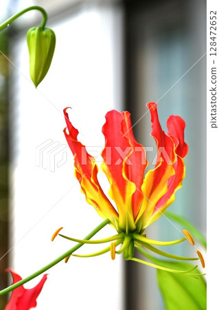 盛開的嘉蘭，火紅的花朵 128472652