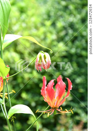 盛開的嘉蘭，火紅的花朵 128472654