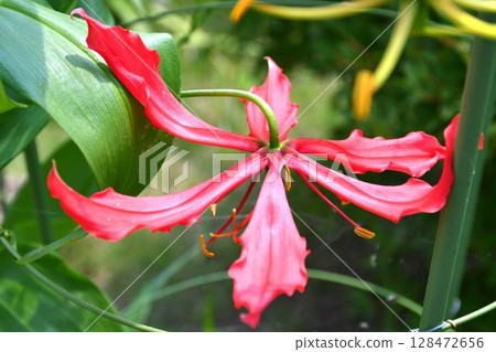 盛開的嘉蘭，火紅的花朵 128472656