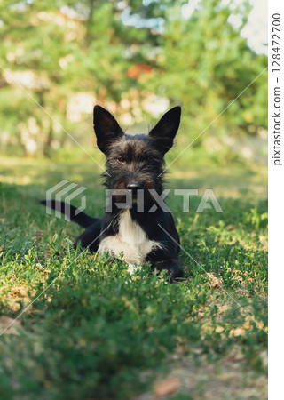Pretty black dog lie on green grass outdoors in summertime. Amazing portrait of young pet love. Furry friend copy space for advertisement 128472700