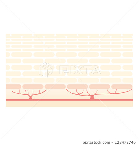 皮膚橫切面圖 128472746