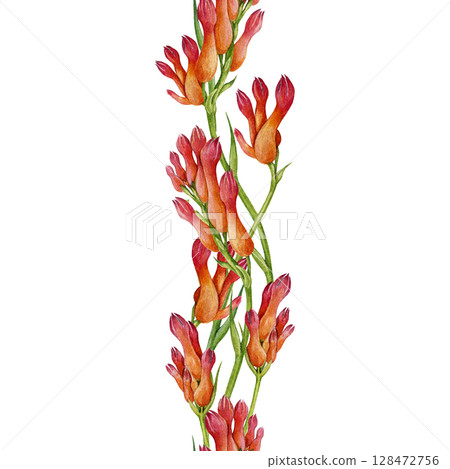 Kangaroo paw plant seamless border flower decor element. Watercolor vintage style hand drawn illustration. Anigozanthos Australia native wildflower. Kangaroo paw floral decoration on white background Kangaroo paw plant seamless border flower decor element. Watercolor vintage style hand drawn illustration. Anigozanthos Australia native wildflower. Kangaroo paw floral decoration on white background 128472756