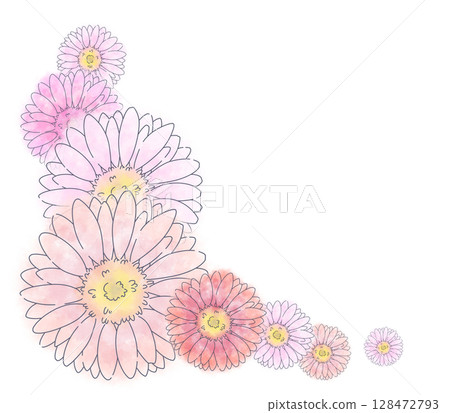 粉紅色水彩非洲菊用於角落 128472793