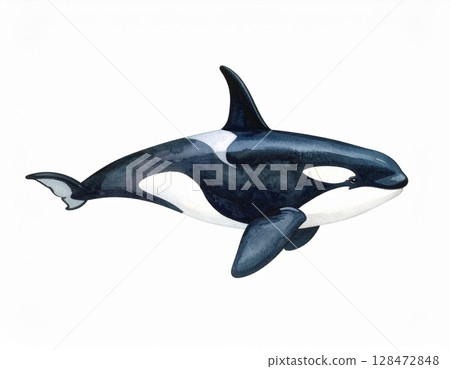 Orca 128472848