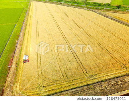 夏季北海道江差秋小麥收割的鳥瞰圖 128473031