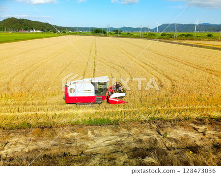 Aerial view of autumn wheat harvesting in Esashi, Hokkaido in summer Aerial view of autumn wheat harvesting in Esashi, Hokkaido in summer 128473036