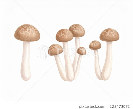 mushroom  128473071
