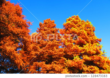 Autumn leaves of bald cypress and blue sky 128473163
