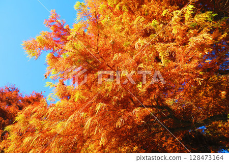 Autumn leaves of bald cypress and blue sky Autumn leaves of bald cypress and blue sky 128473164