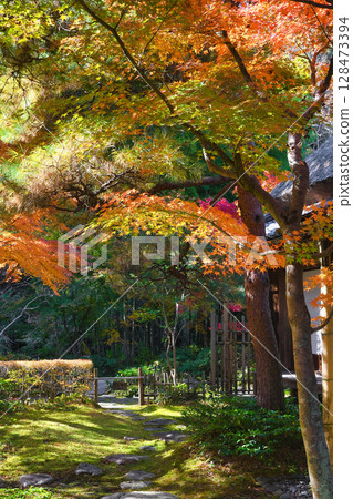 鎌倉一條江漢山莊美麗的秋葉(神奈川縣鎌倉市) 鎌倉一條江漢山莊美麗的秋葉(神奈川縣鎌倉市) 128473394