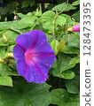 牽牛花藍色花 128473395
