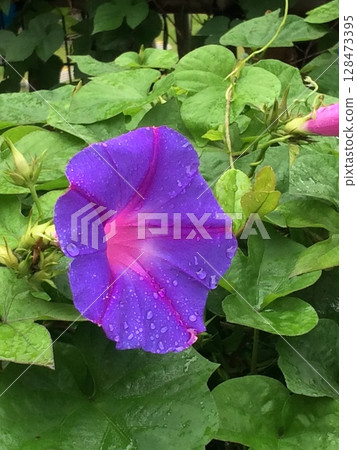 牽牛花藍色花 128473395