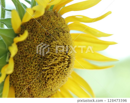 大向日葵的特寫照片 大向日葵的特寫照片 128473396