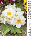 報春花 128473459
