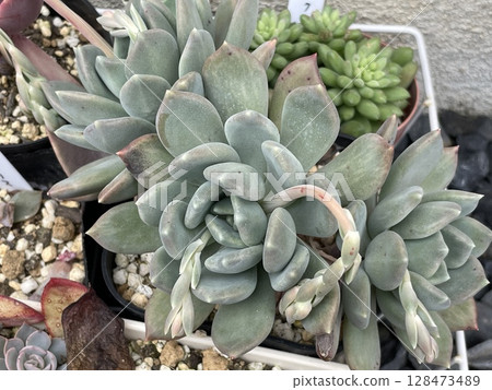 Succulent plants 128473489