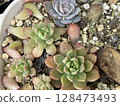 種植多肉植物 128473493