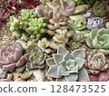 群植可愛多肉植物 128473525