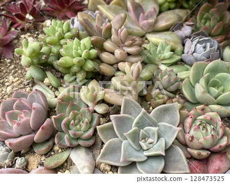 Group planting of cute succulents 128473525