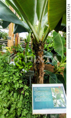 筑波植物園的 Sanjak 香蕉 筑波植物園的 Sanjak 香蕉 128473724