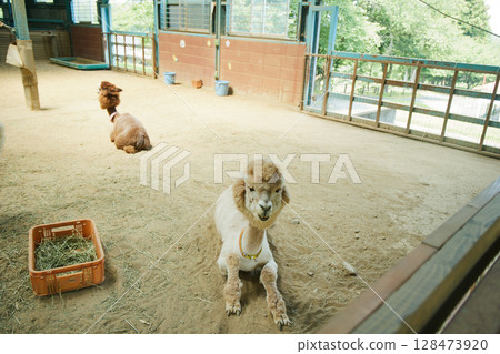Ikaho Zoo 128473920