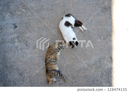 Two Cats Curled Together on Concrete Surface 128474135