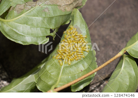 Blue-backed moth larvae Blue-backed moth larvae 128474146