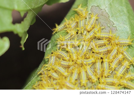 蛞蝓蛾的幼蟲背部有藍色條紋，聚集在葉子的背面。 128474147