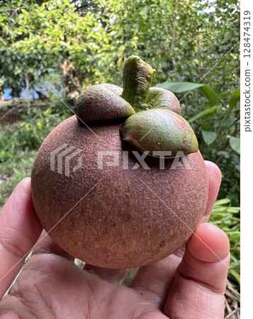 Hand picking fresh mangosteen fruit in the hand 128474319