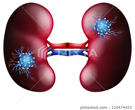 Detailed Vector Illustration of Human Kidneys 128474453