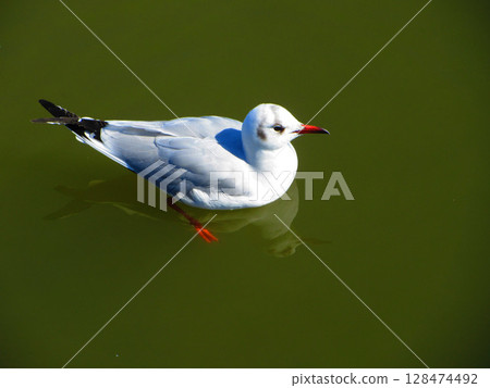 A scene of black-headed gulls gathering at the large pond in Toneri Park (Adachi Ward, Tokyo) 128474492