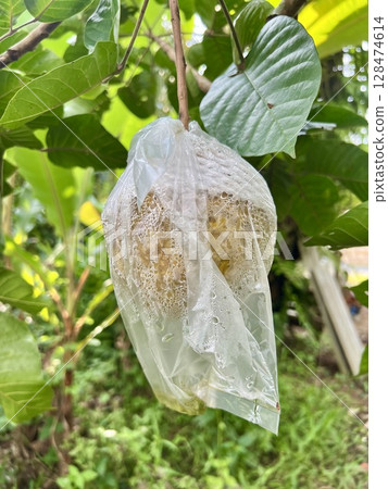 Santol fruit in plastic bag on tree in the garden 128474614