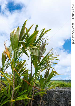 Tropical plant, snowdrop, stone wall and blue sky 128474731
