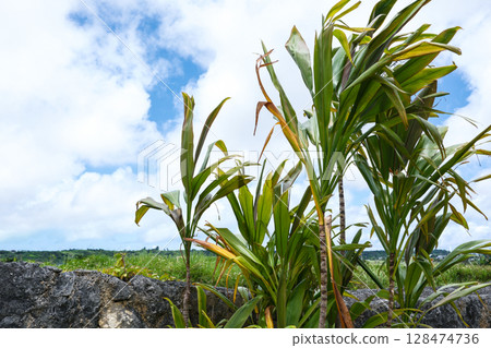 Tropical plant, snowdrop, stone wall and blue sky 128474736