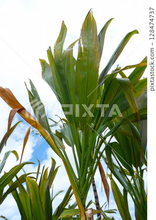 Tropical plant, Cinnamon, and blue sky Tropical plant, Cinnamon, and blue sky 128474737