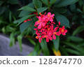 Jatropha integerrima or peregrina or spicy jatropha is a species of flowering plant in the family Euphorbiaceae, native to Cuba and Hispaniola. Selective focus. 128474770